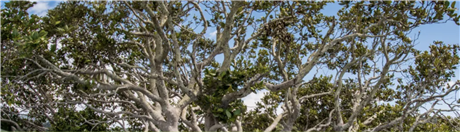 Banner Picture